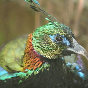 Male Himalayan Monal @ Dudley; 19.09.2015