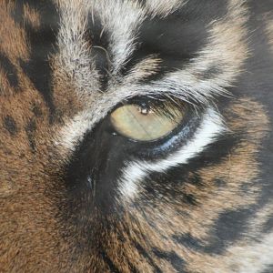 Sumatran Tiger @ Dudley; 19.09.2015