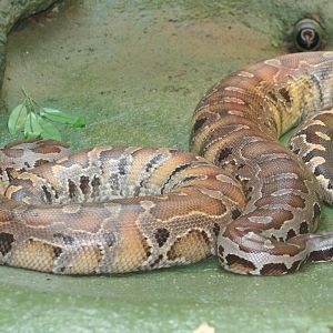 Bornean Blood Pythons @ Dudley; 19.09.2015