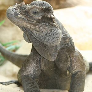 Rhinoceros Iguana @ Dudley; 19.09.2015