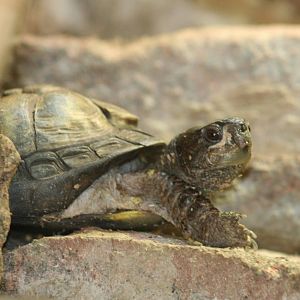 Coahuila Box Turtle @ Dudley; 19.09.2015