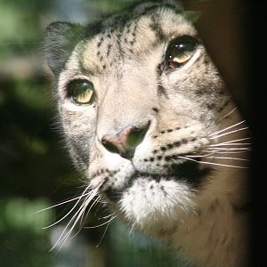 Snow Leopard @ Dudley; 19.09.2015