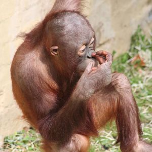 young Bornean Orang-Utan @ Dudley; 19.09.2015