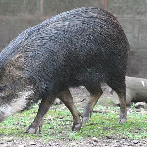 White-lipped Peccary @ Dudley; 19.09.2015