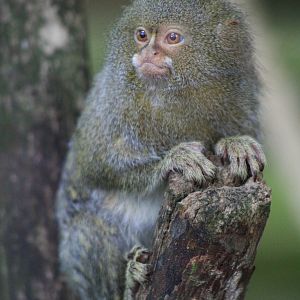 Pygmy Marmoset @ Dudley; 19.09.2015