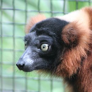 Red Ruffed Lemur @ Dudley; 19.09.2015