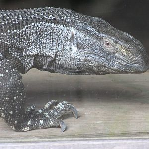 White-throated Monitor @ Dudley; 19.09.2015