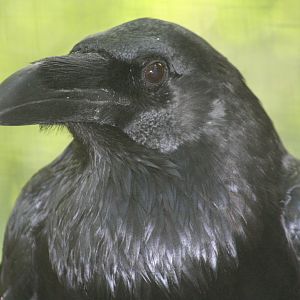 Raven @ Dudley; 19.09.2015