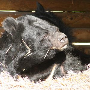 Asiatic Black Bear @ Dudley; 19.09.2015