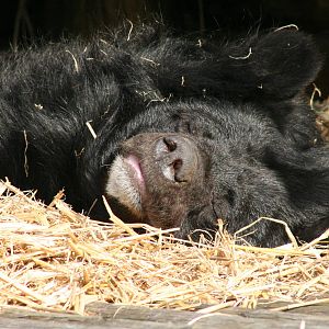 Asiatic Black Bear @ Dudley; 19.09.2015