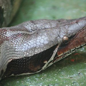 Bornean Blood Python @ Dudley; 19.09.2015