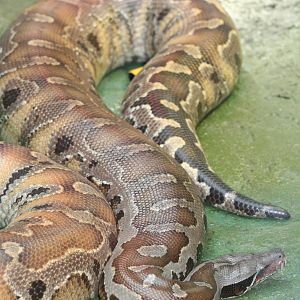 Bornean Blood Python @ Dudley; 19.09.2015