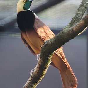 Raggiana Bird of Paradise (Paradisaea raggiana) male, August 2015