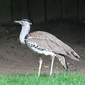 Kori bustard