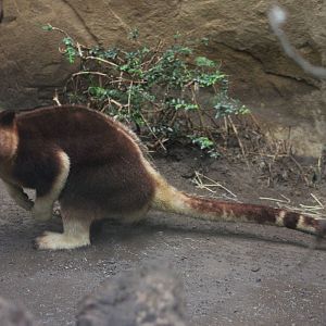 Goodfellow's tree kangaroo