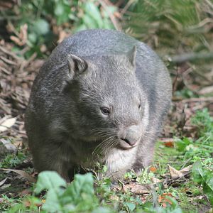 Common wombat