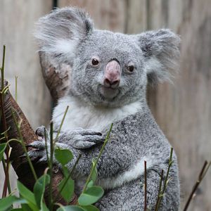 Queensland koala