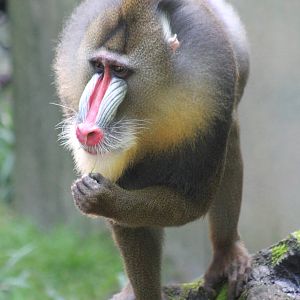 Mandrill