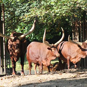 Ankole cattle