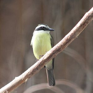 Lesser kiskadee