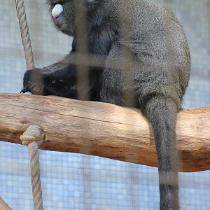 Greater spot-nosed guenon