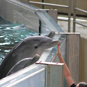 Common bottlenose dolphin