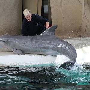 Common bottlenose dolphin