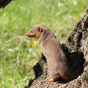 Eastern dwarf mongoose