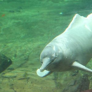 Orinoco river dolphin