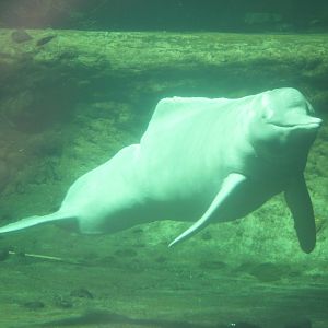 Orinoco river dolphin