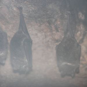 Pallas' long-tongued bats or Southern long-nosed bats?