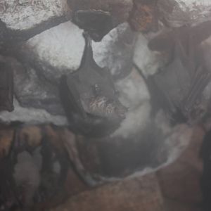 Pallas' long-tongued bats or Southern long-nosed bats?