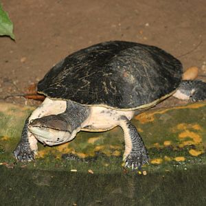 Hilaire's side-necked turtle