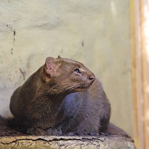 Jaguarundi