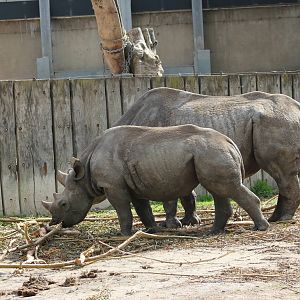 Eastern black rhinoceros