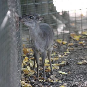 Western blue duiker