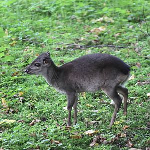 Western blue duiker