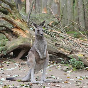Eastern grey kangaroo