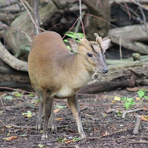 Taiwanese Reeves' muntjac