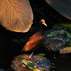 Wattled jacana