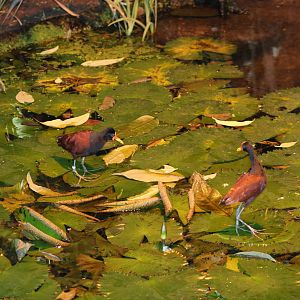 Wattled jacana