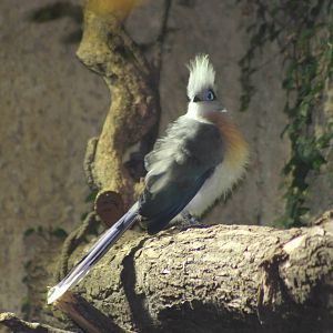 Crested coua