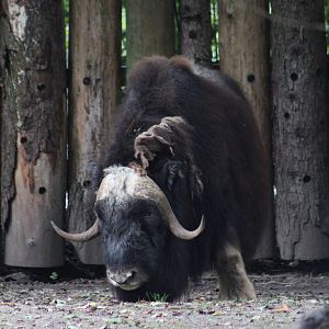 Greenland musk ox