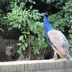 Common peafowl and South African bat-eared fox