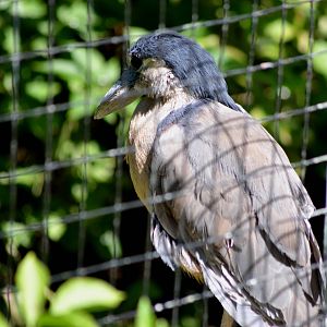 Honduran Boat-billed Heron