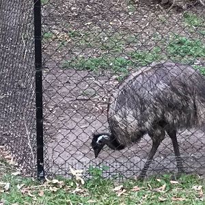 Emu