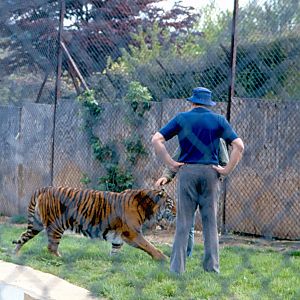 Aspinal with a tiger