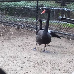 Magpie goose and black swan