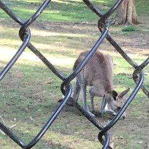 Eastern grey kangaroo