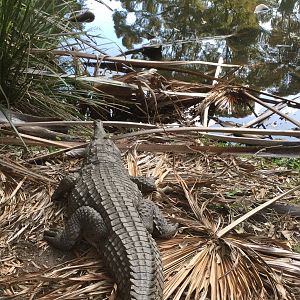 Freshwater crocodile